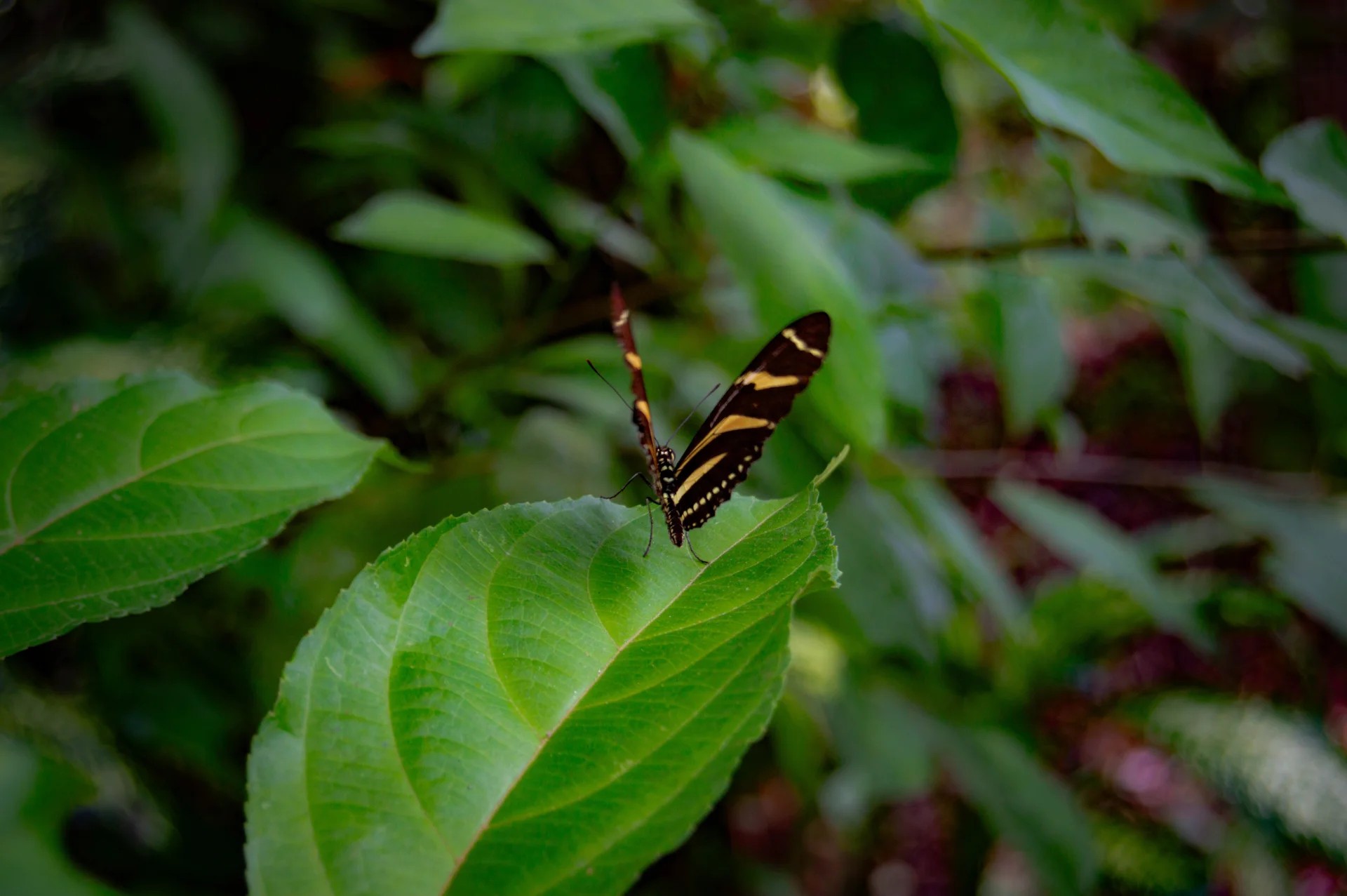MARIPOSA CEBRA — Wendell Jarquín | NuevaG-Digital