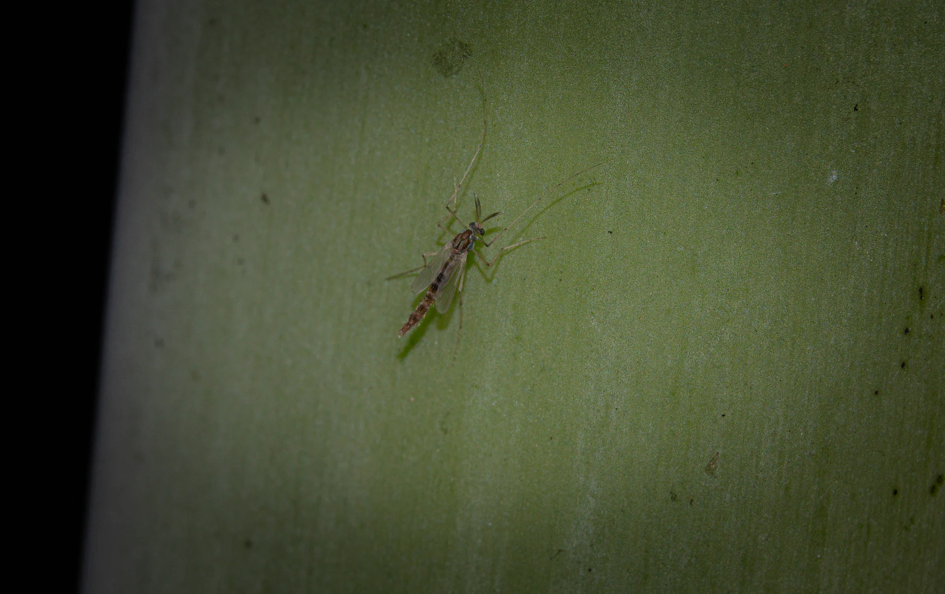 MOSQUITO NO PICADOR CHIRONOMIDAE — Wendell Jarquín | NuevaG-Digital