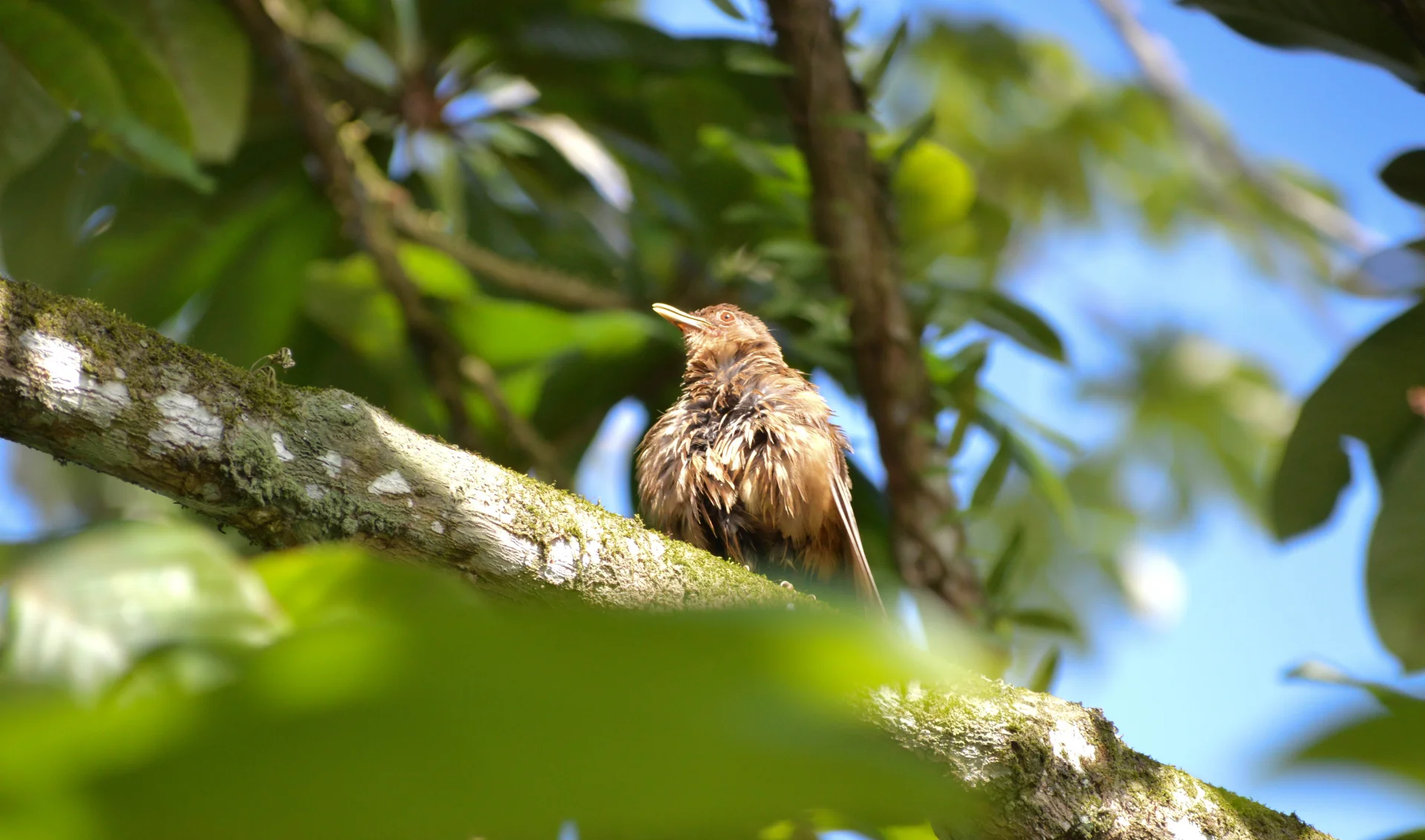 SENSONTLE PARDO - TURDUS GRAYI — Wendell Jarquín | NuevaG-Digital