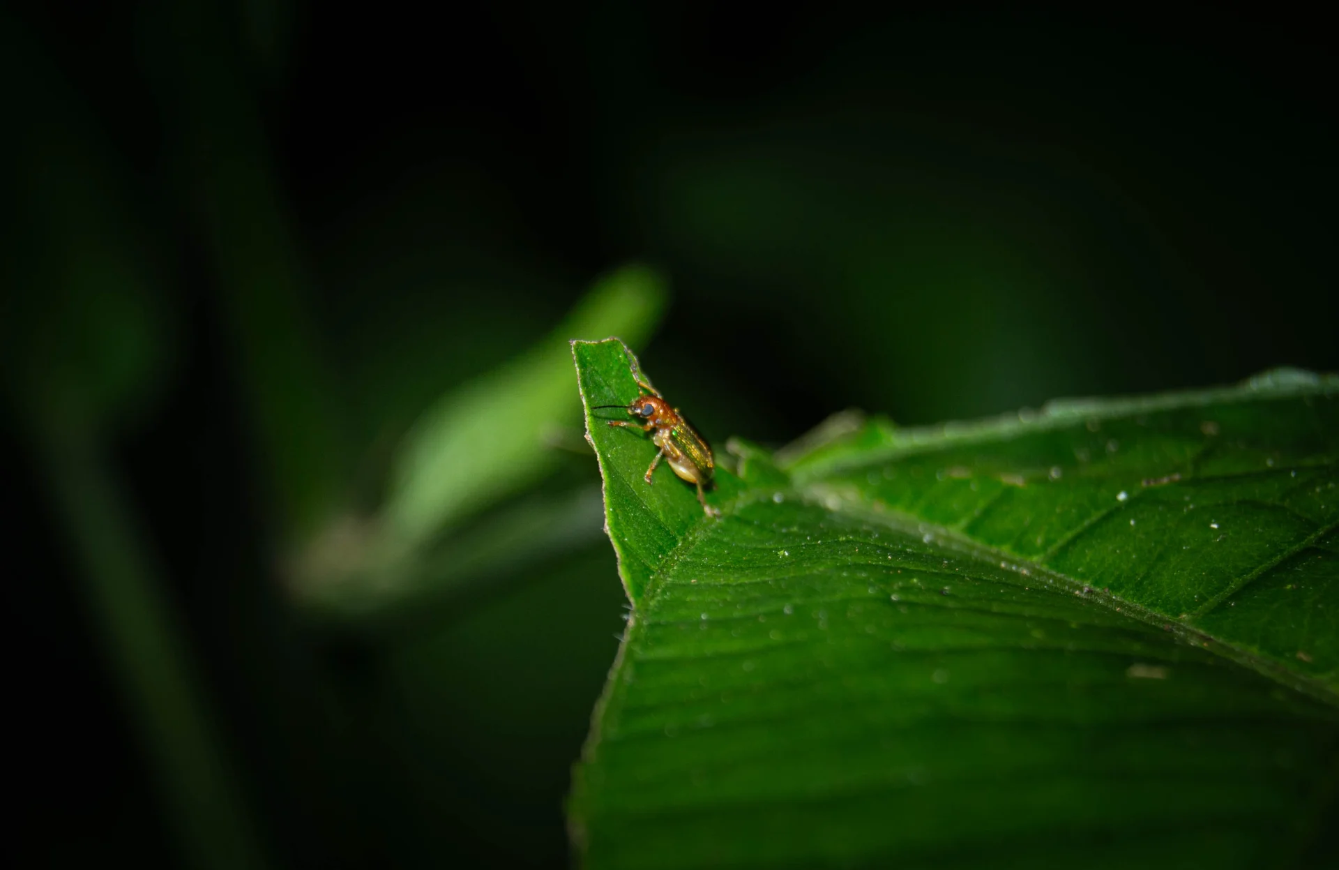 ESCARABAJO CHRYSOMELIDAE — Wendell Jarquín | NuevaG-Digital