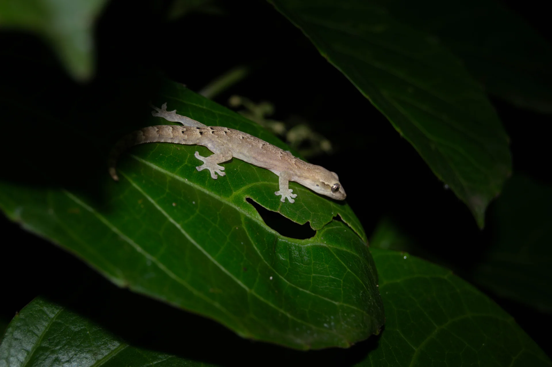 GECKO ENLUTADO — Wendell Jarquín | NuevaG-Digital