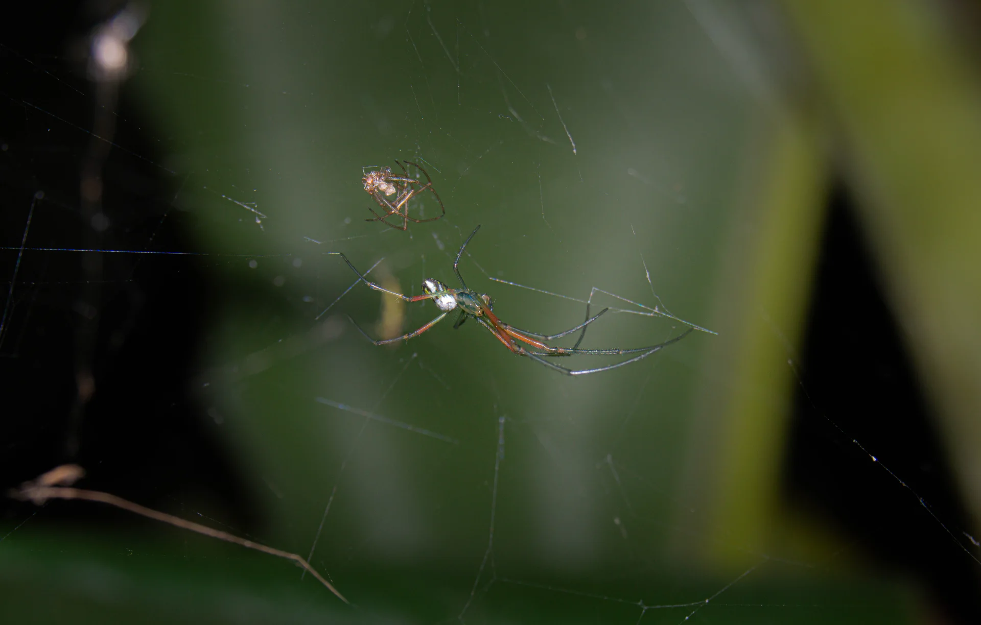 ARAÑA LEUCAUGE — Wendell Jarquín | NuevaG-Digital