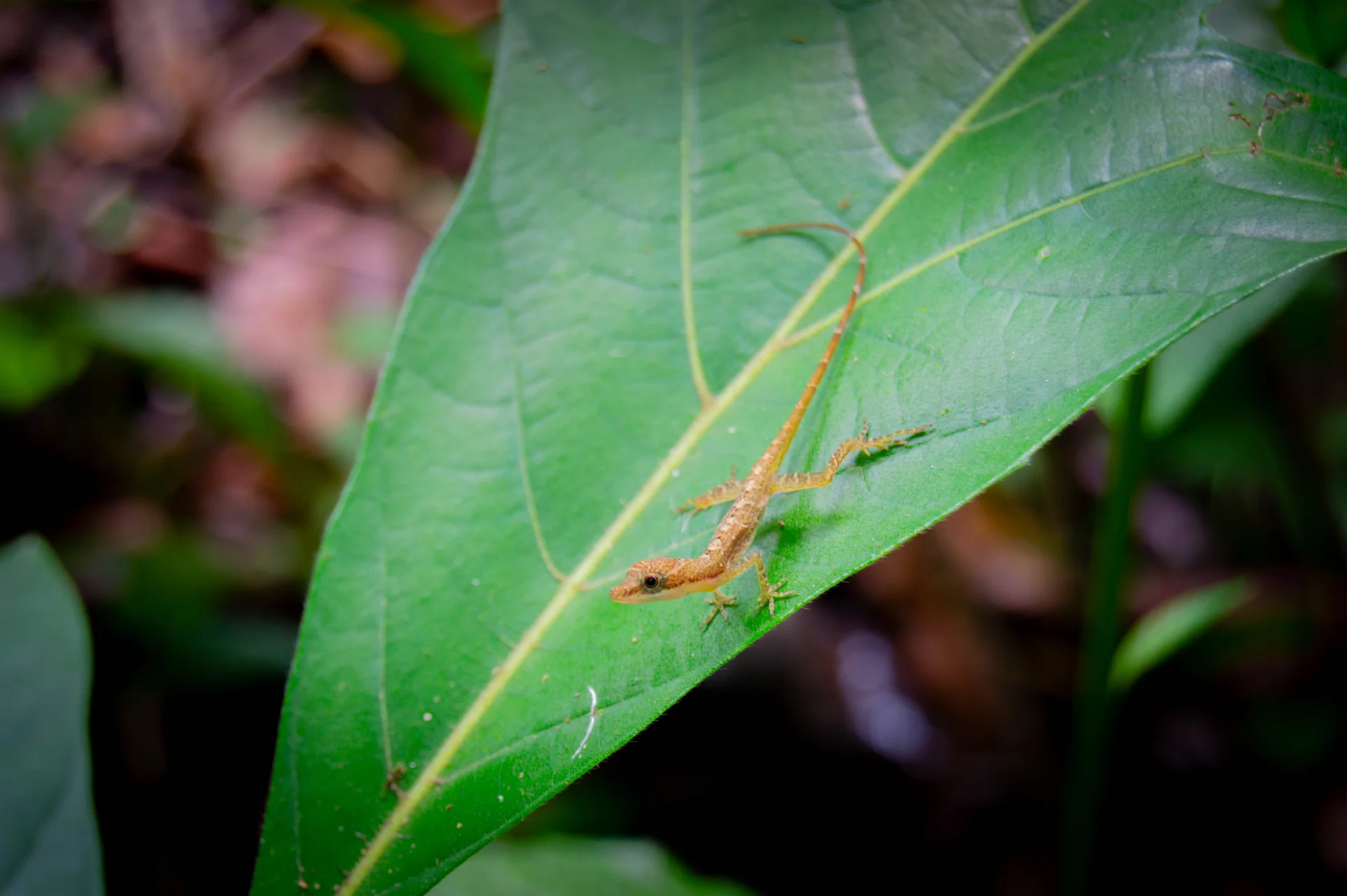 Un mundo diminuto: descubriendo insectos en mi patio.